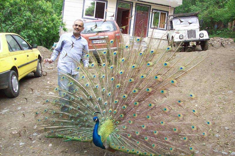  باغ پرندگان تمجیدی