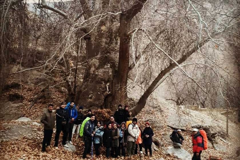 درخت چنار کهنسال روستای درخت جوز