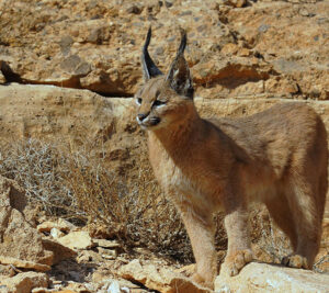 گونه های جانوری لارستان